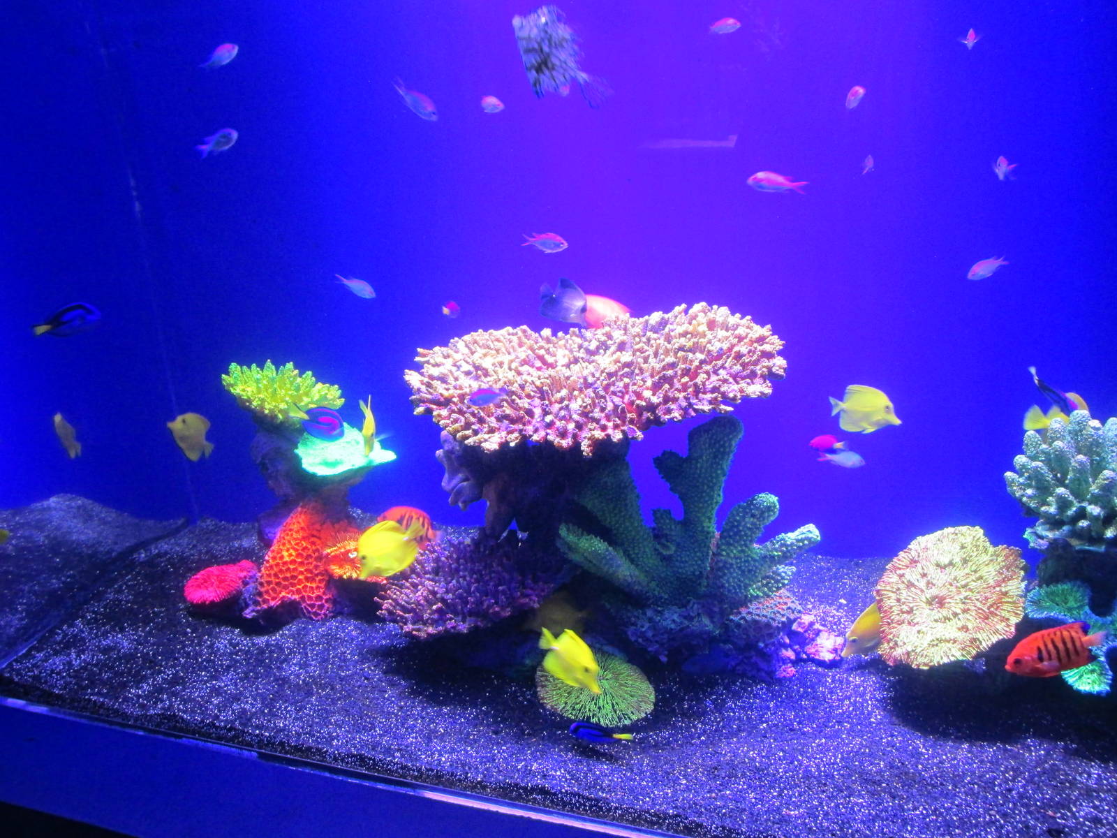 saltwater aquarium acuario inbursa
