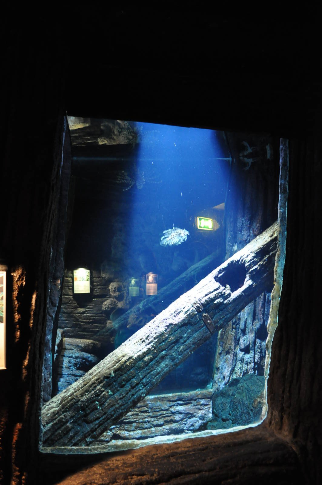 Saltwater Aquarium - Common Lionfish