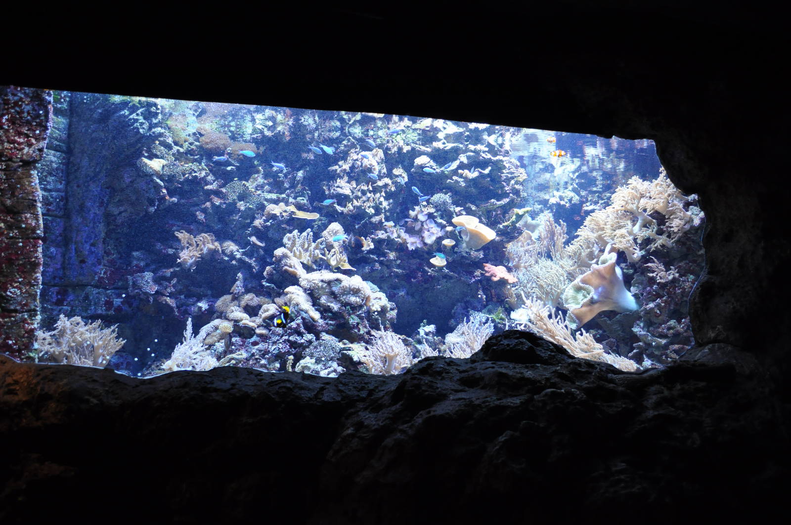 Saltwater Aquarium