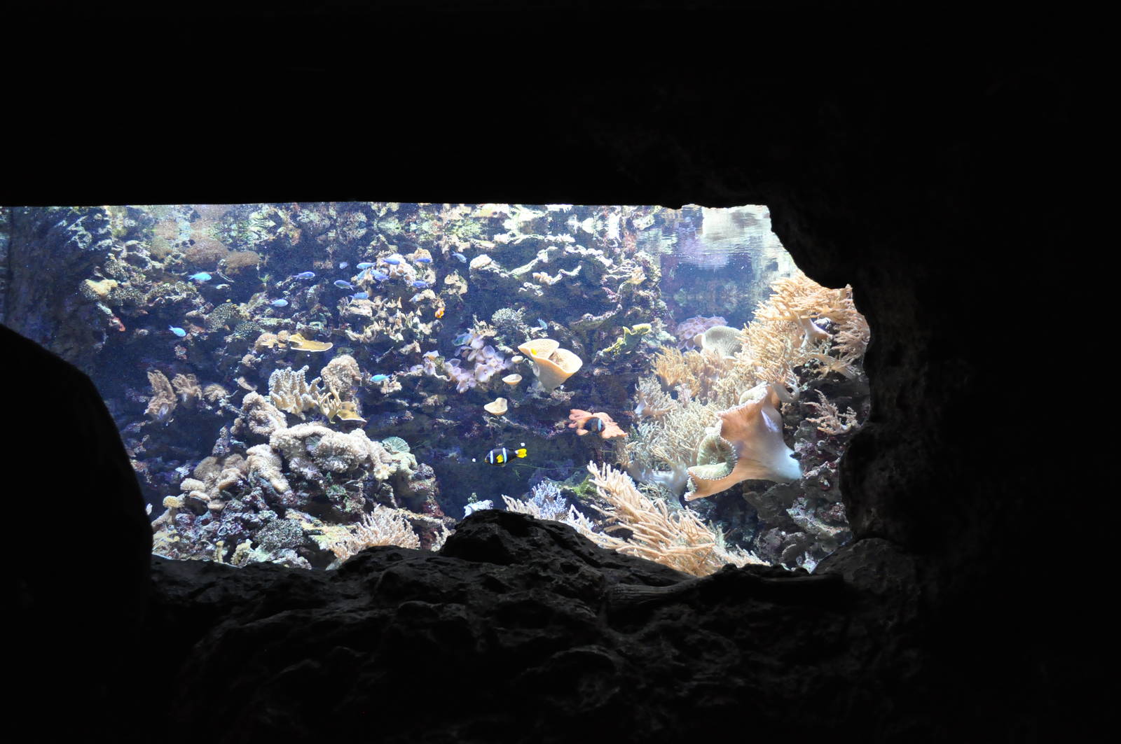 Saltwater Aquarium