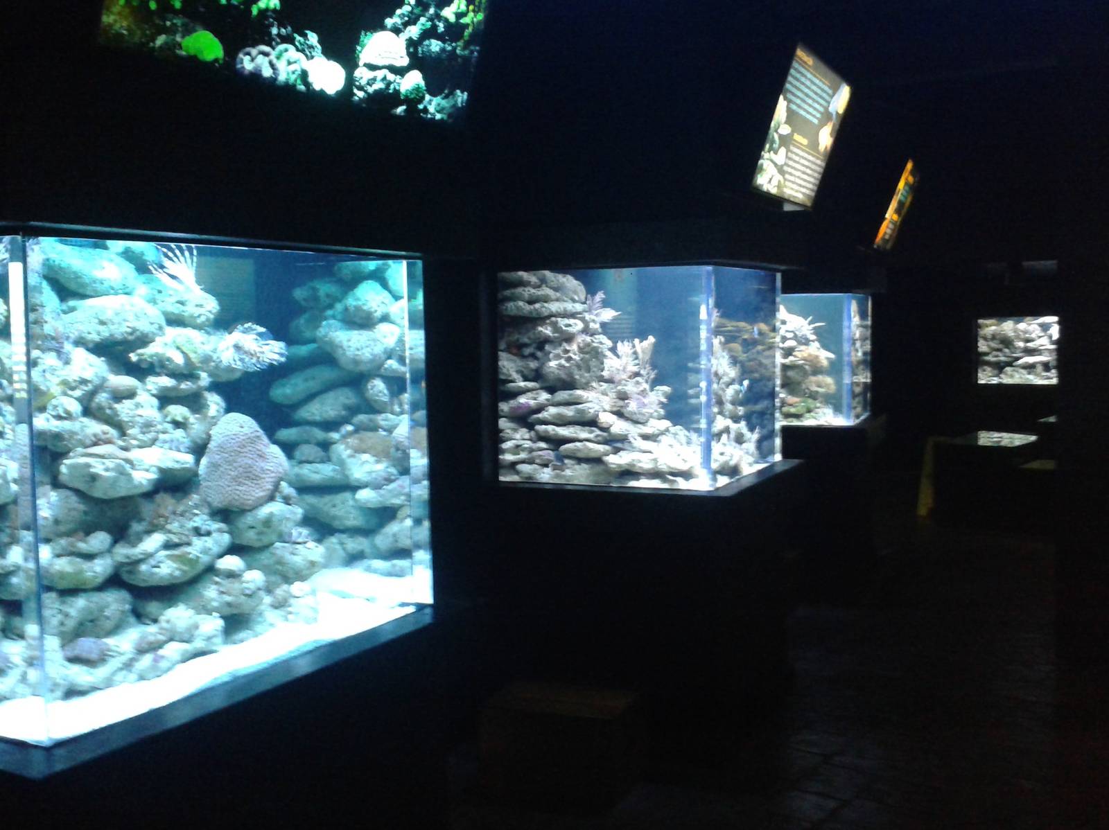 Saltwater aquariums