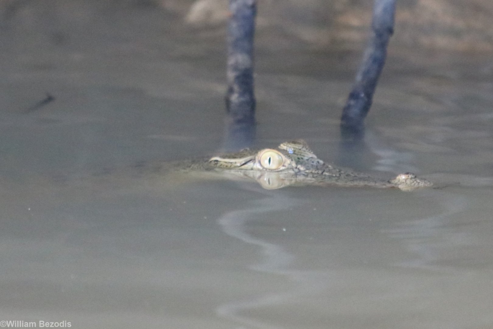 Saltwater (Bornean) Crocodile - Kinabatangan