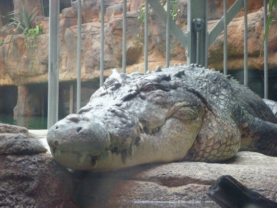 saltwater croc "rex"