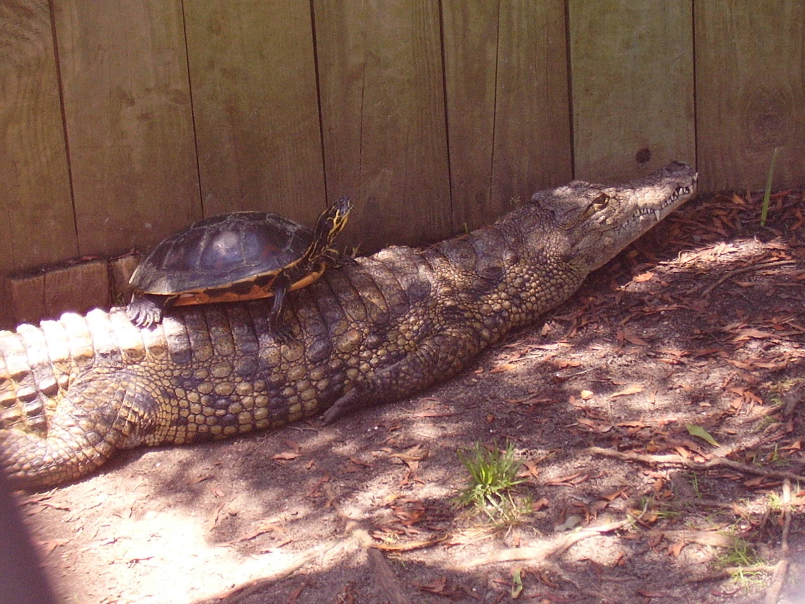 Saltwater Croc Unknown Terrapin- AA JUN08 III