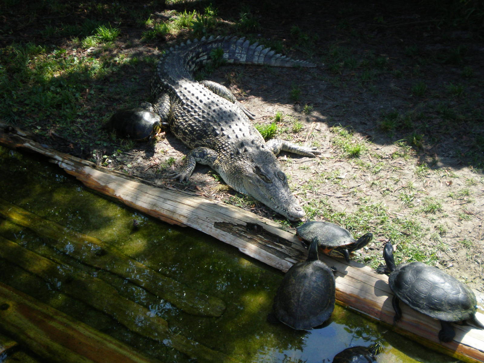 Saltwater Croc Unknown Terrapin- AA JUN08 VII