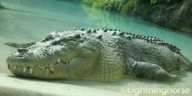 Saltwater Croc