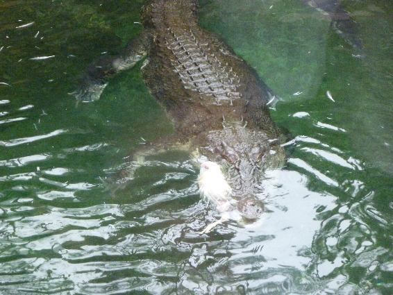 saltwater croc