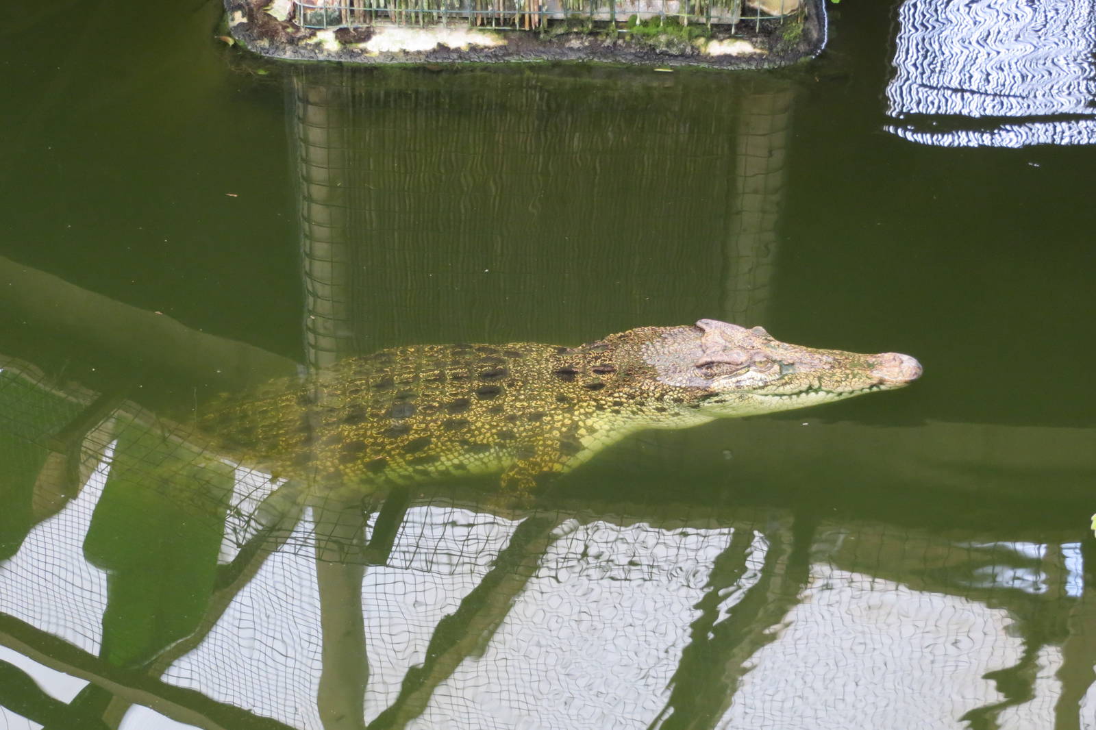 Saltwater Crocodile 060515