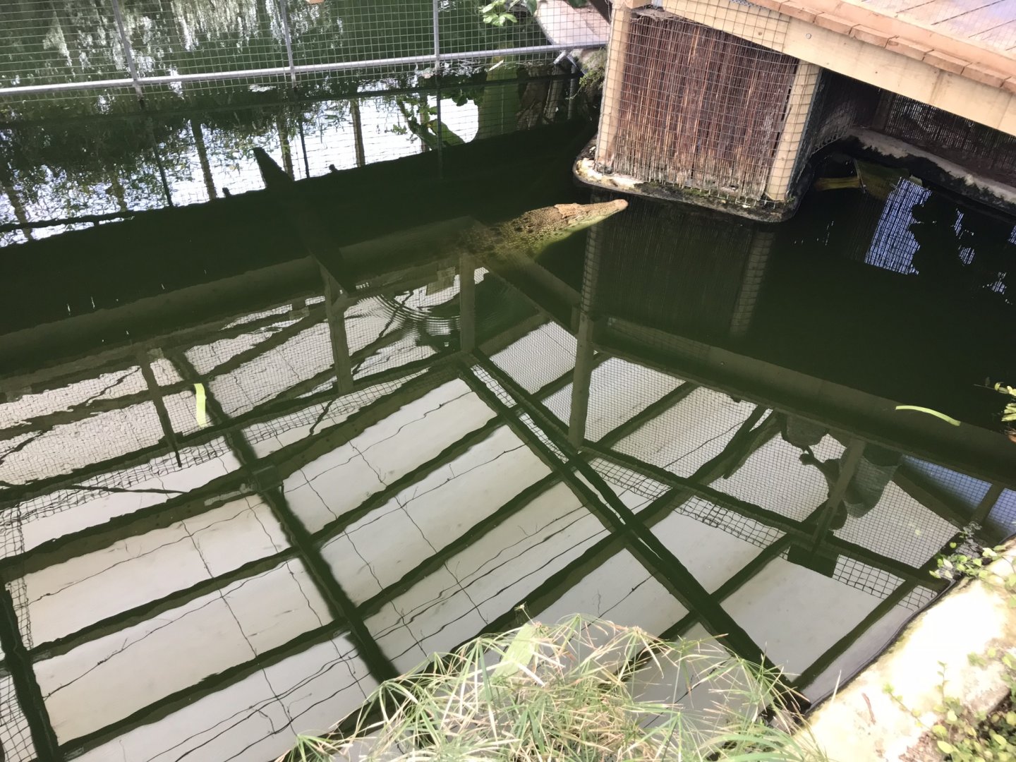 Saltwater crocodile 070818