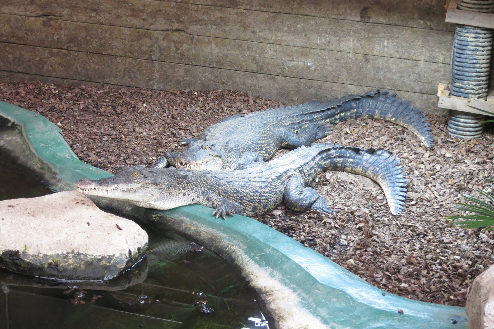 Saltwater Crocodile 0814