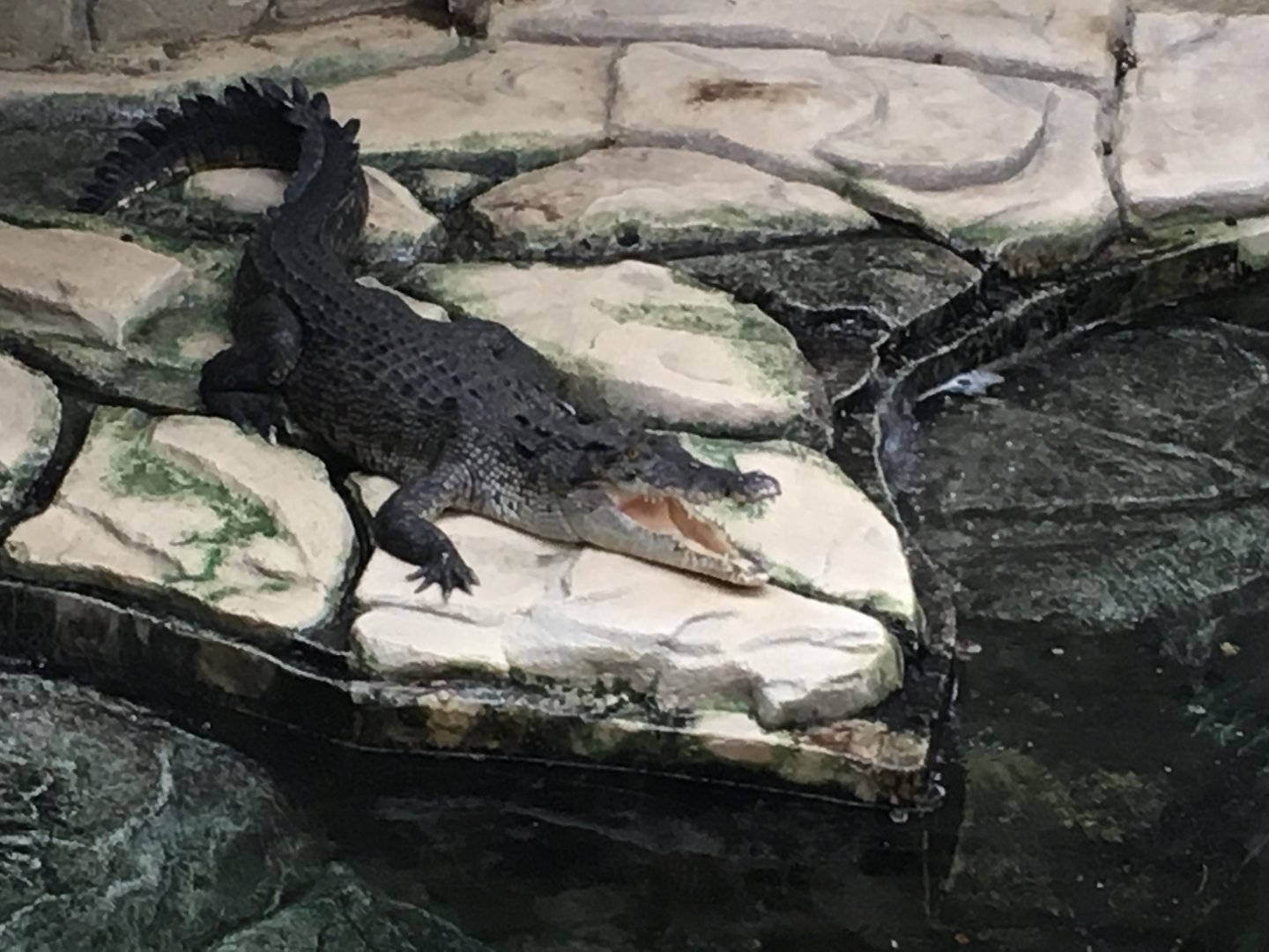 Saltwater crocodile 100917