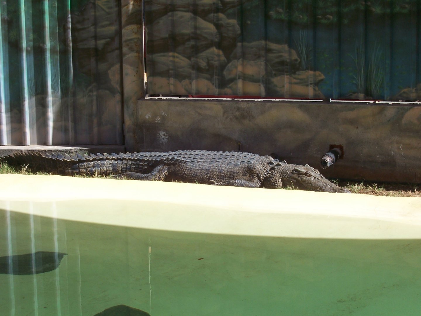 Saltwater Crocodile (2006)