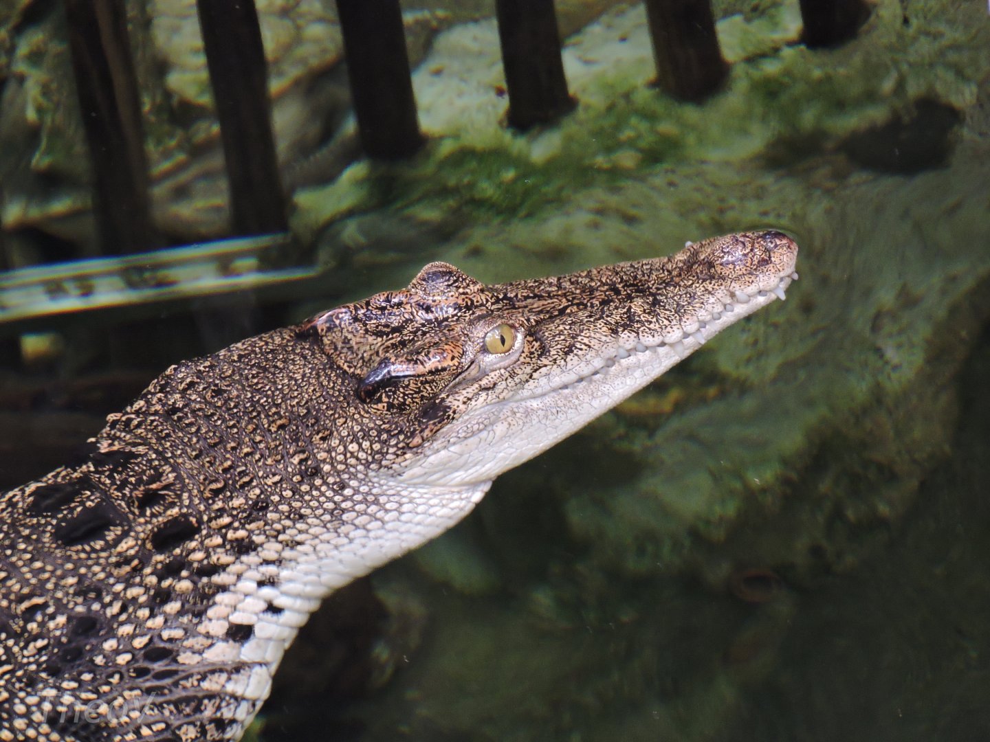 Saltwater crocodile [2015]