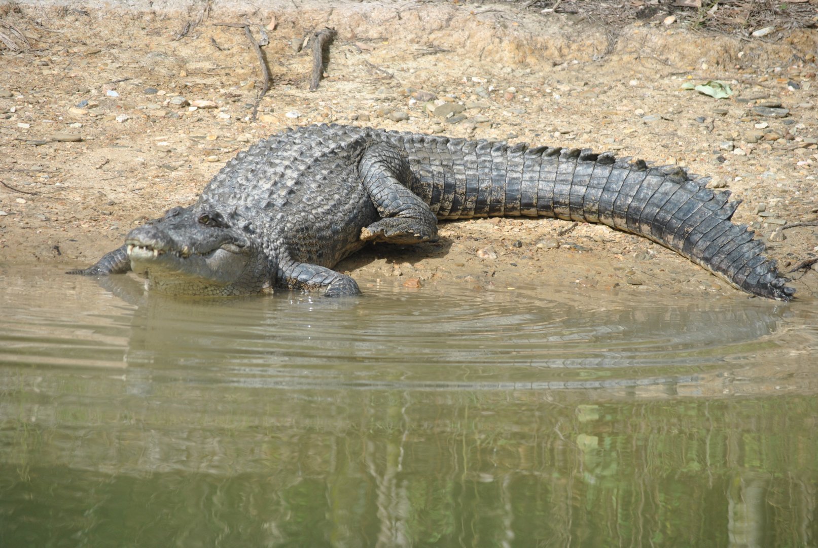 Saltwater Crocodile, 2015