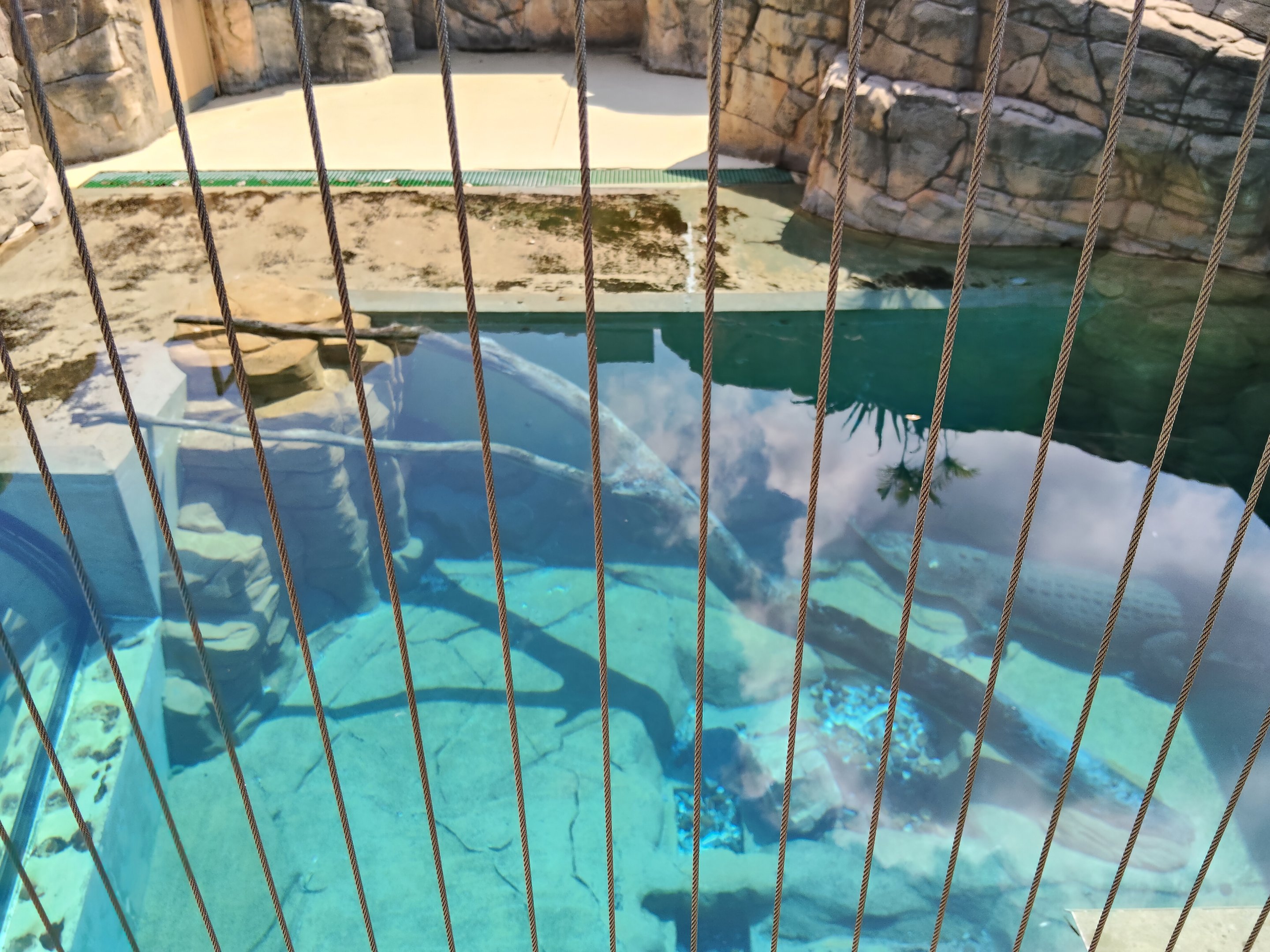 Saltwater Crocodile above water viewing