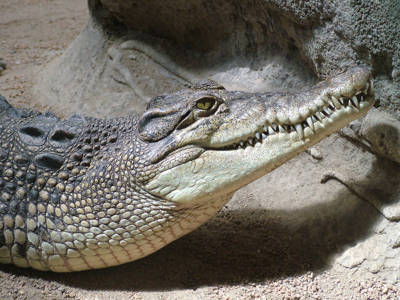 Saltwater Crocodile at Barcelona, 30/05/11