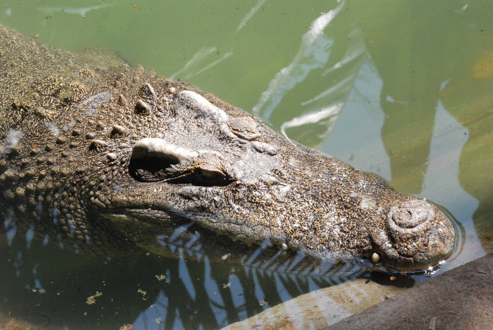 Saltwater Crocodile at Saigon Zoo, 16/03/12