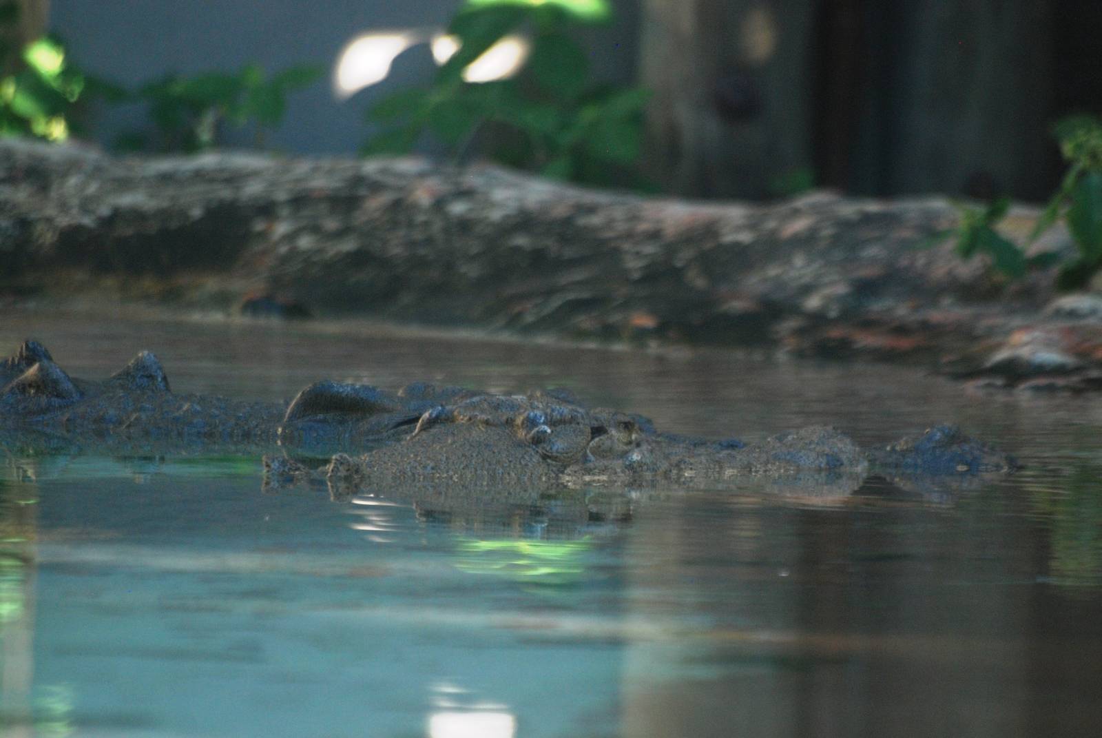 Saltwater Crocodile at St. Augustine, 11/10/13