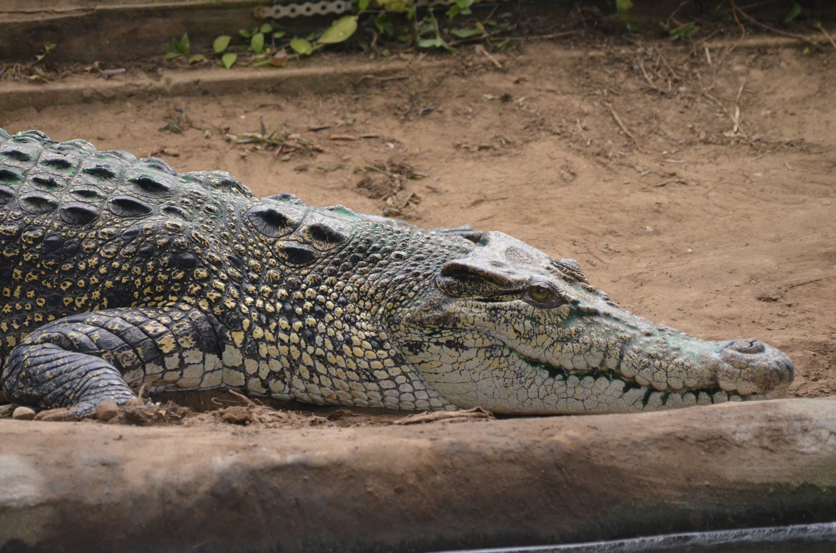 Saltwater Crocodile at Thrigby Hall, 10/06/17