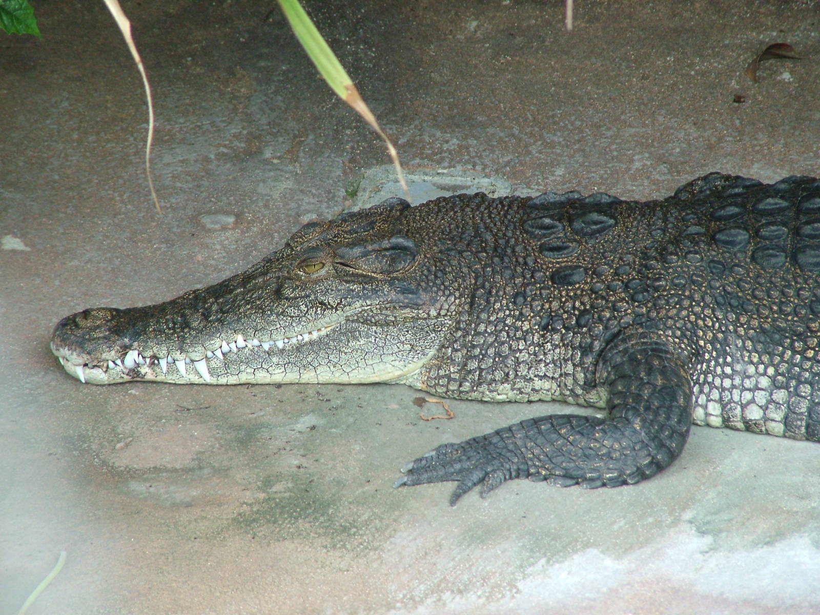 Saltwater Crocodile at Wilhelma, Stuttgart 02/09/10
