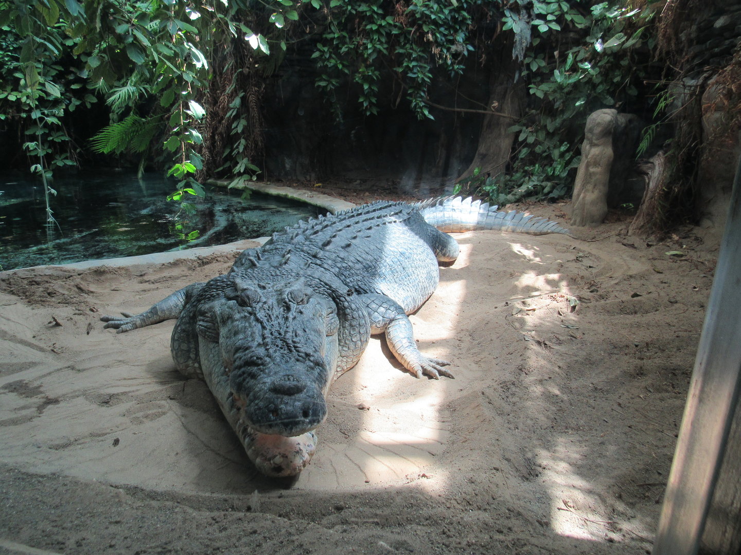 Saltwater Crocodile Baru - 5/9/23