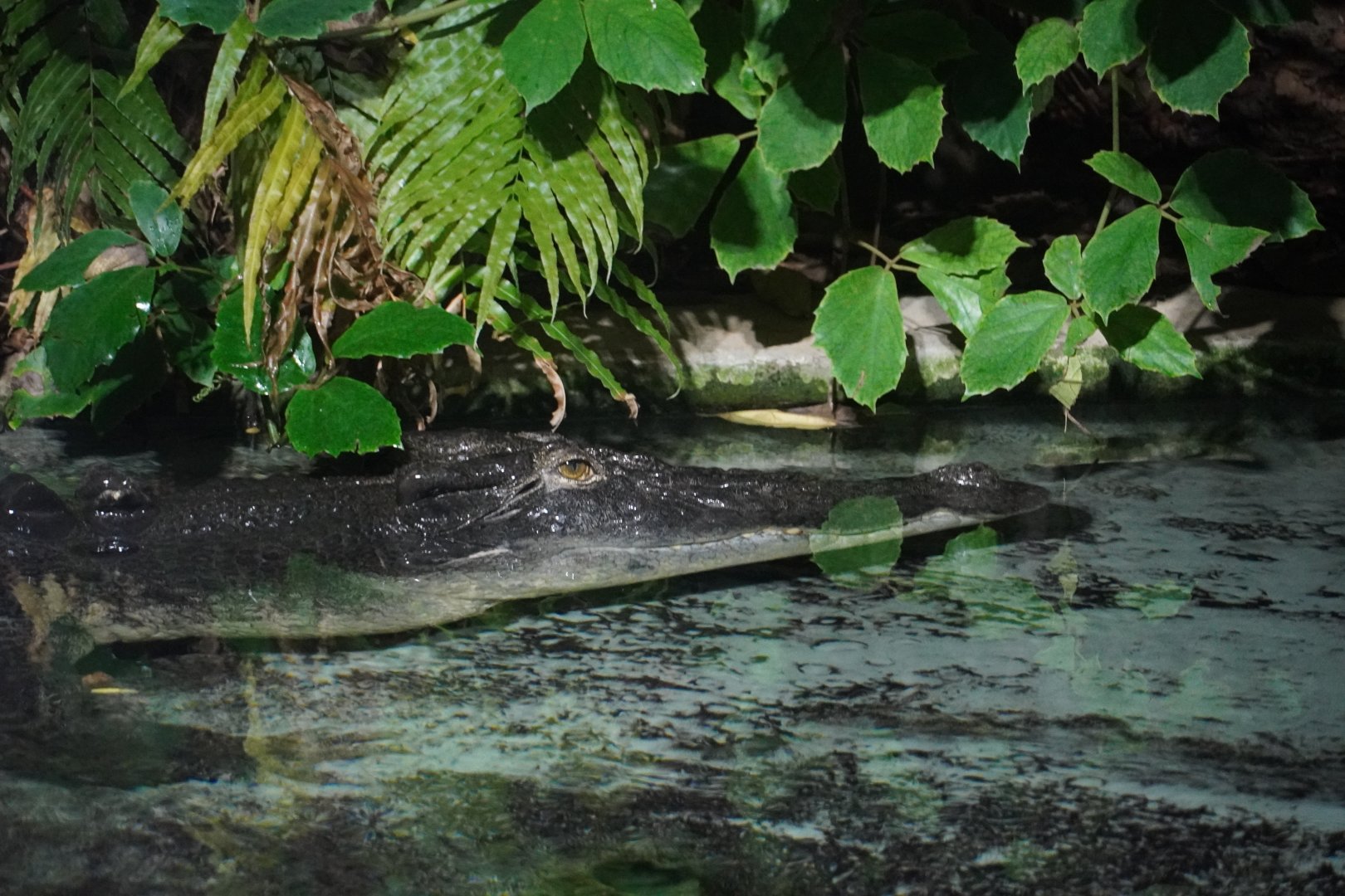 Saltwater Crocodile, "Baru"