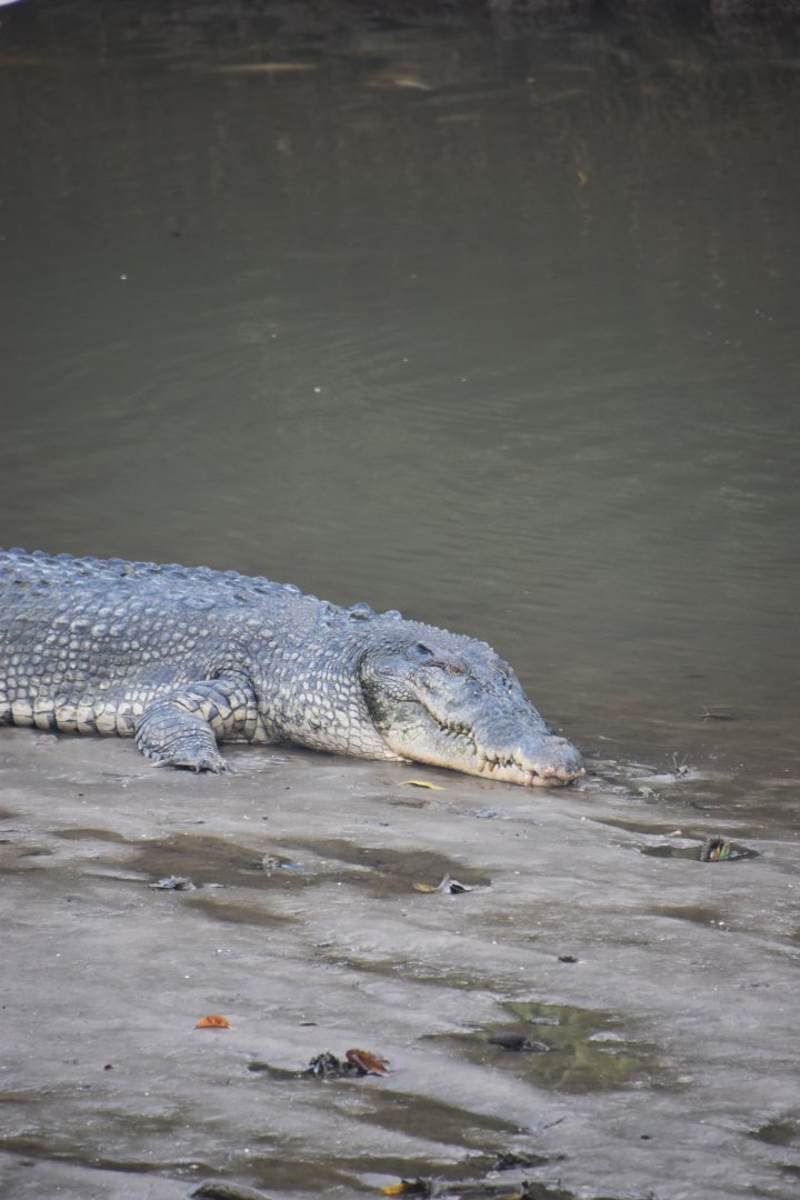 Saltwater crocodile (big), Crocodylus porosus