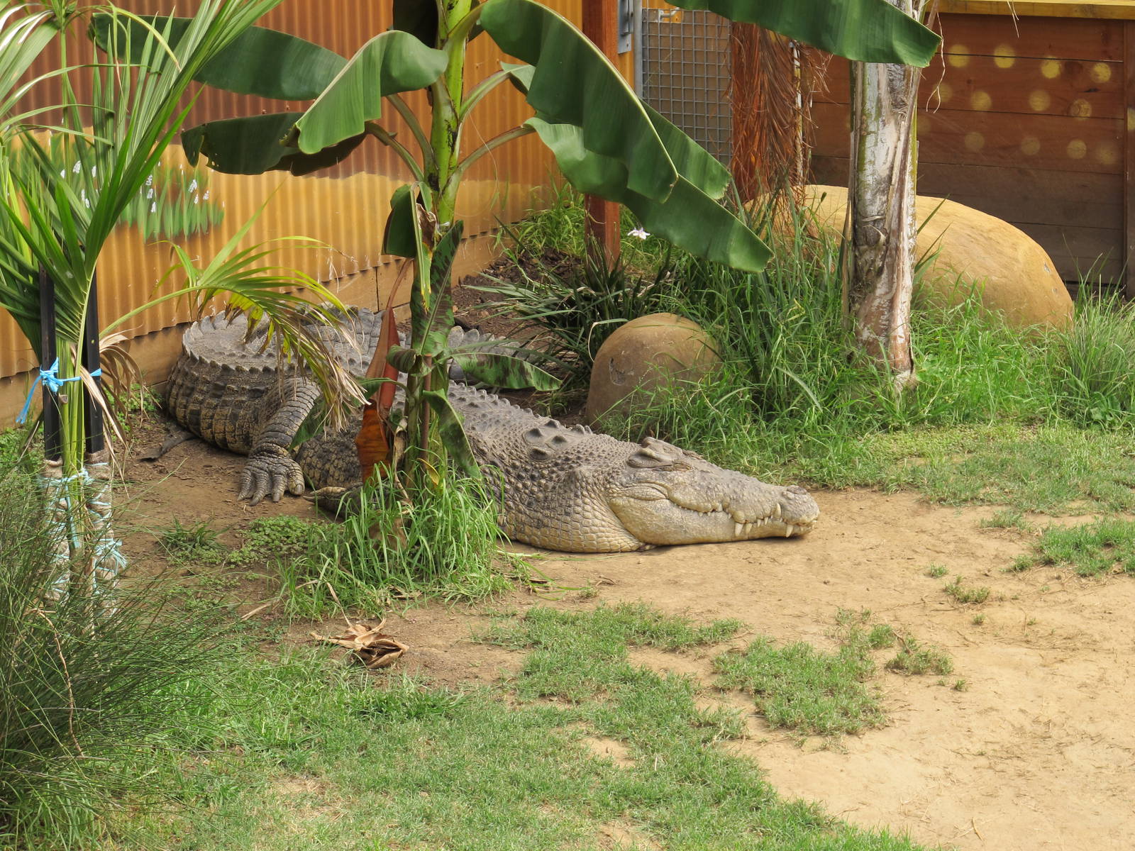 Saltwater Crocodile - Butterfly Creek 2011