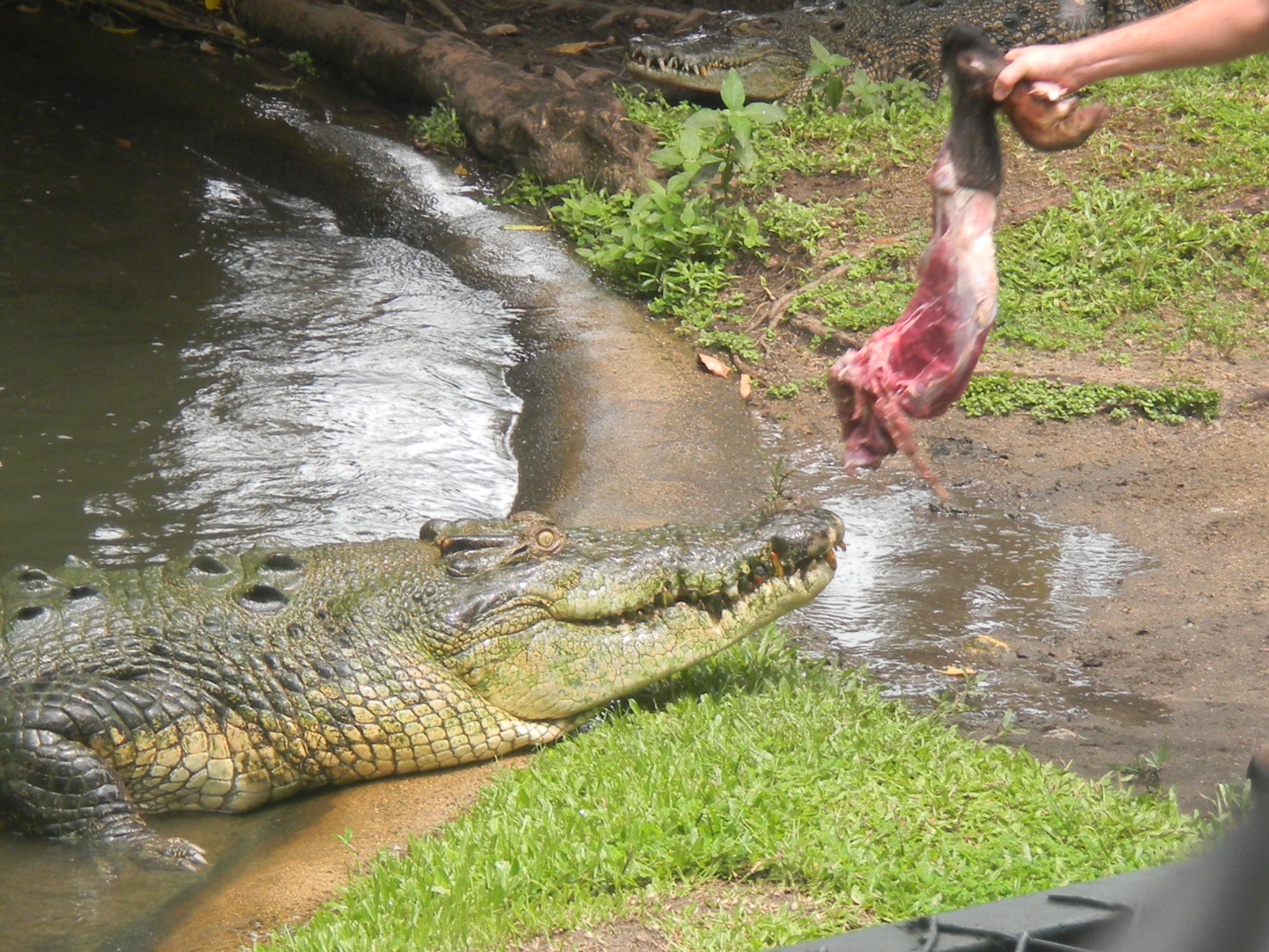 Saltwater Crocodile - Cairns Tropical Zoo 2011