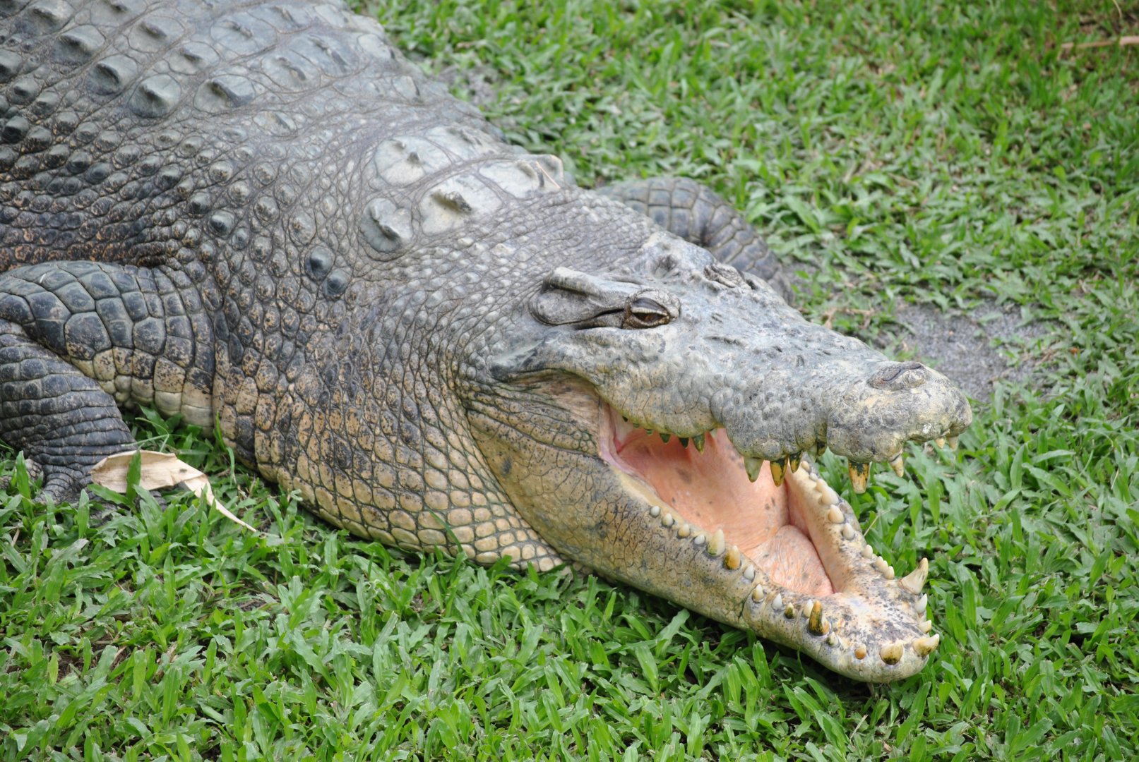 Saltwater Crocodile, Cairns Tropical Zoo, 2015