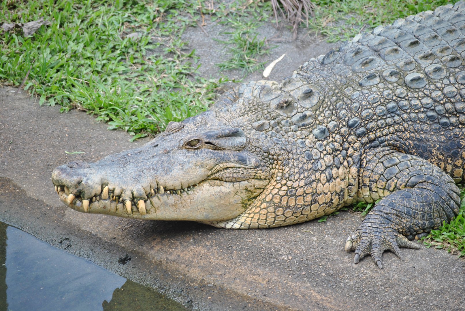 Saltwater Crocodile, Cairns Tropical Zoo, 2015