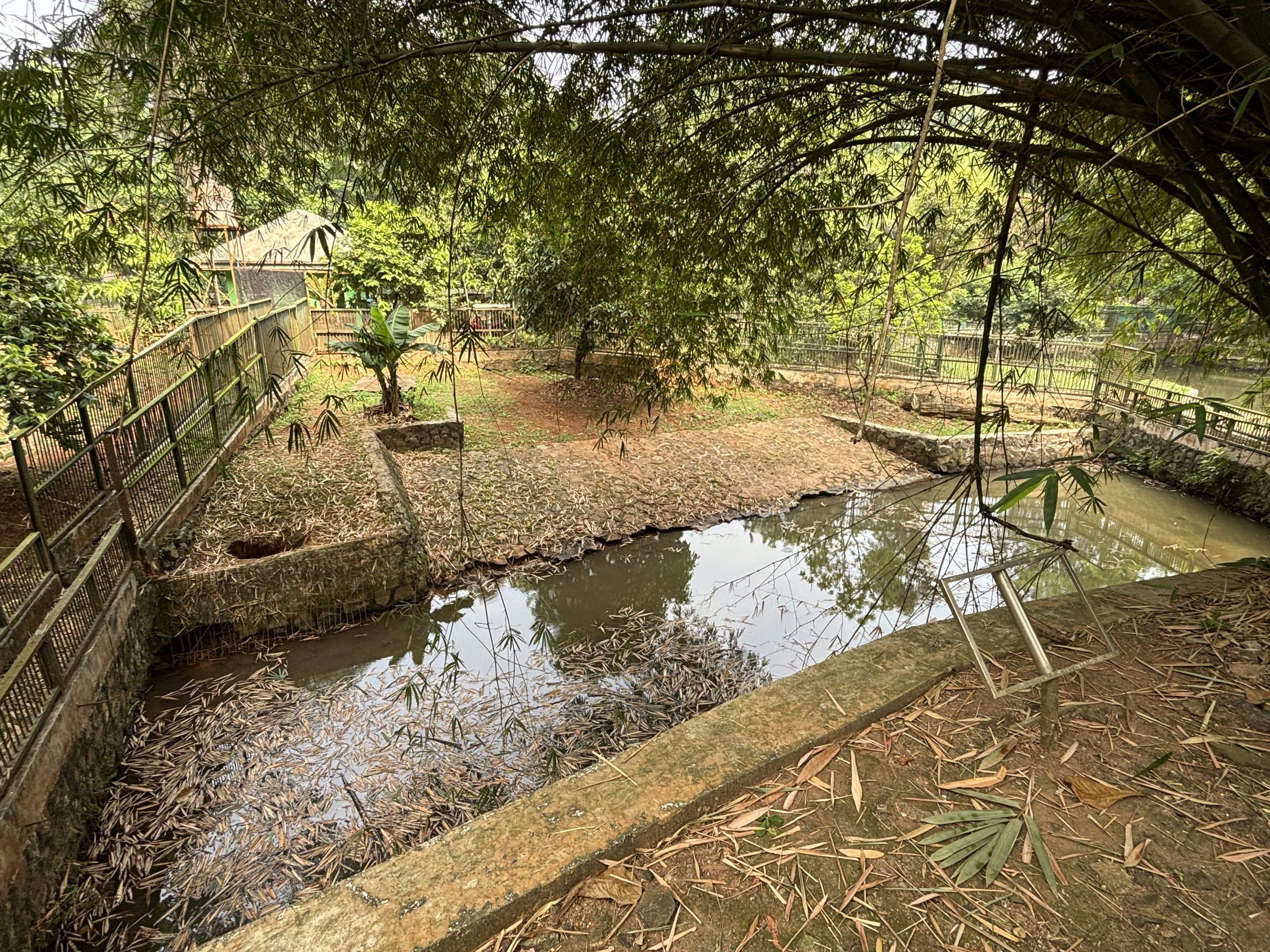 Saltwater Crocodile Complex - several exhibits