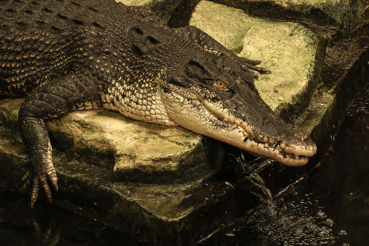 Saltwater crocodile : Crocodiles of the World : 04 Jul 2025