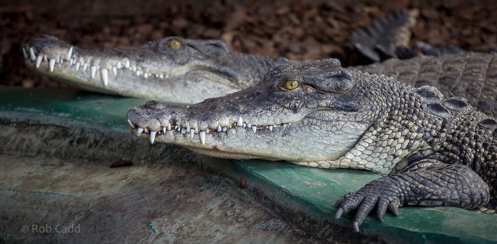 Saltwater crocodile : Crocodiles of the World : 14 Nov 2014