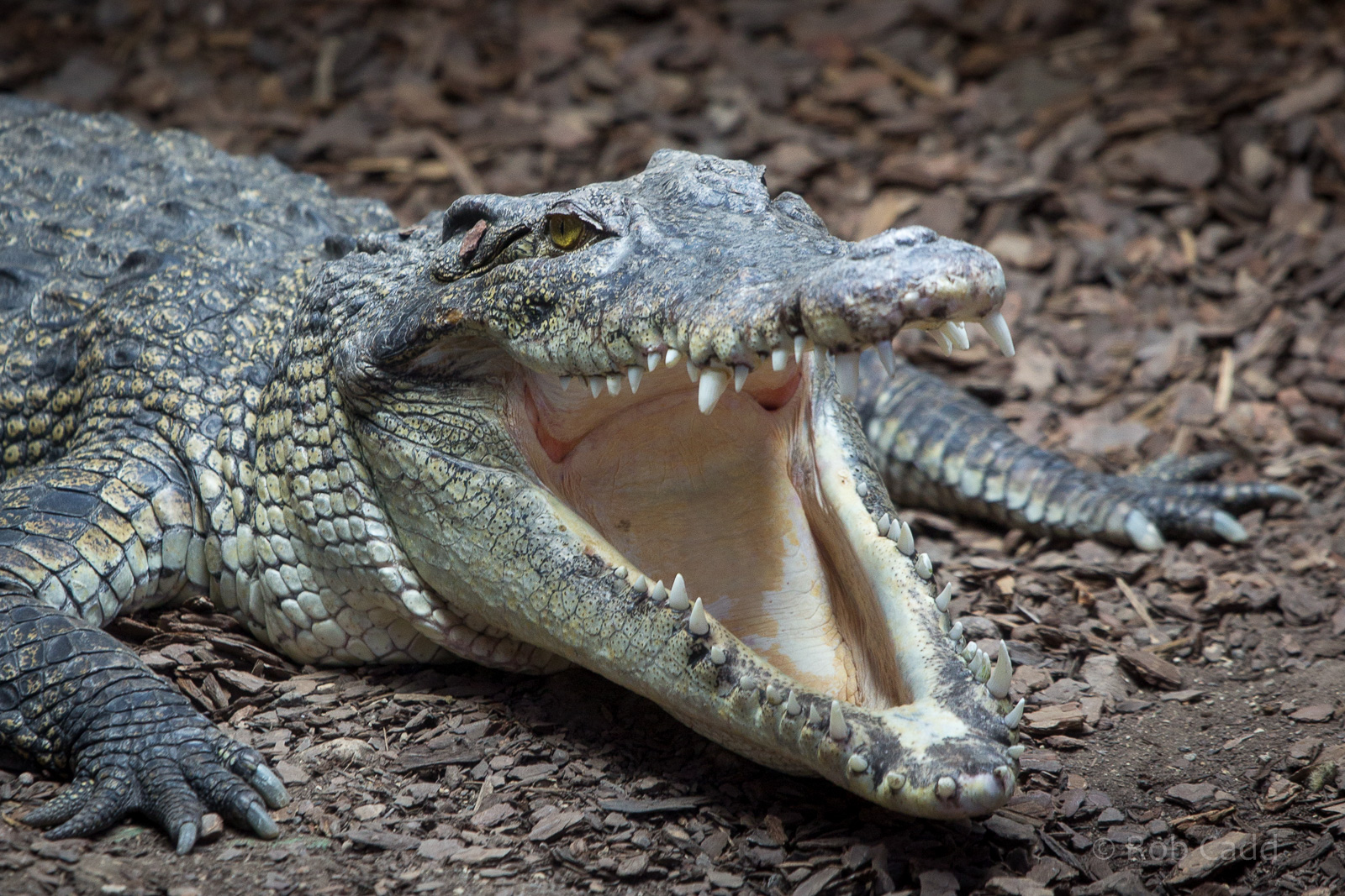 Saltwater crocodile : Crocodiles of the World : 14 Nov 2014