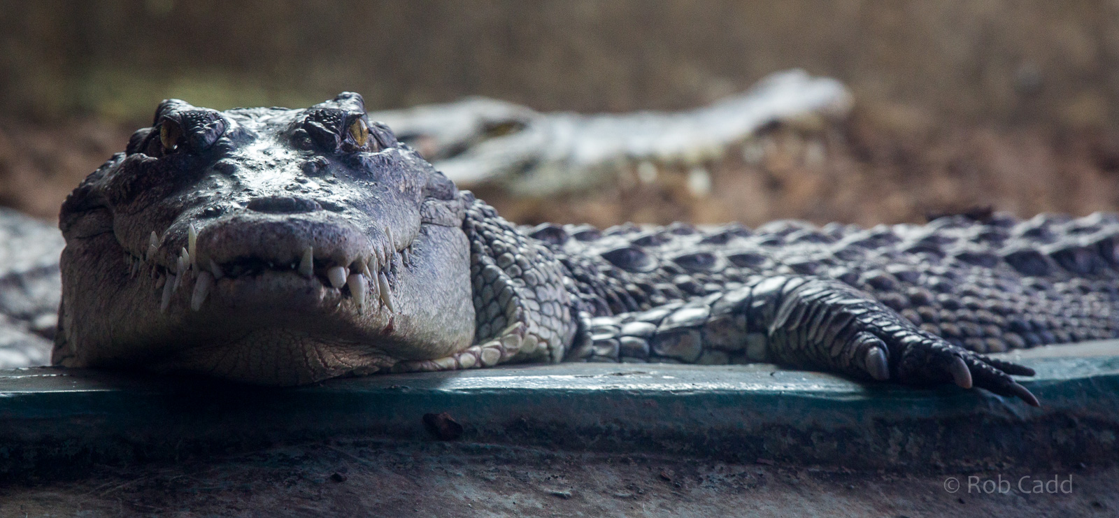 Saltwater crocodile : Crocodiles of the World : 14 Nov 2014