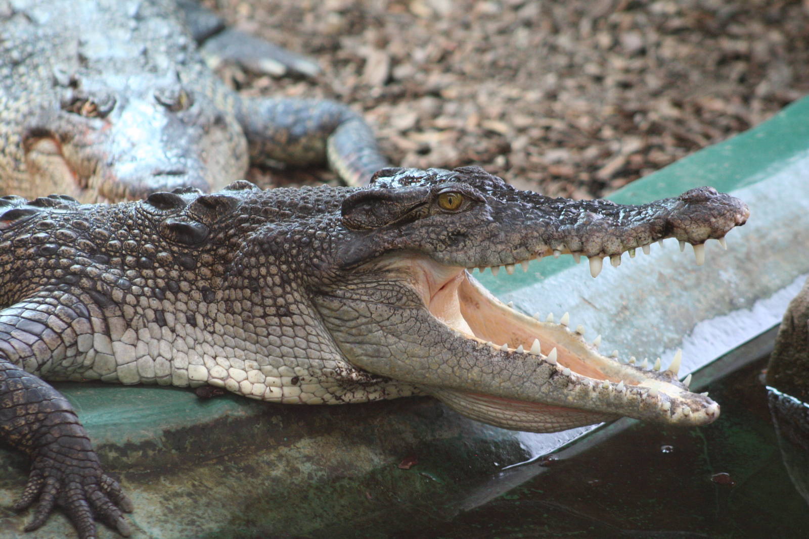 Saltwater Crocodile @ Crocodiles of the World; 24.10.2014