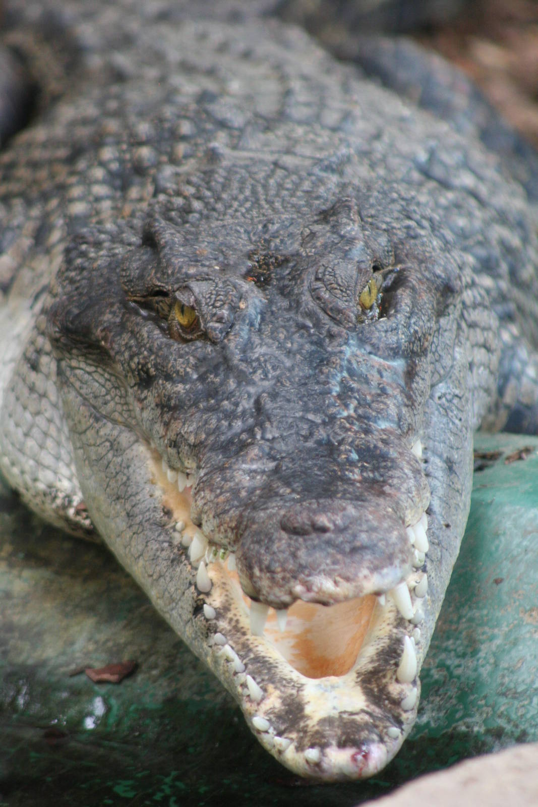 Saltwater Crocodile @ Crocodiles of the World; 24.10.2014