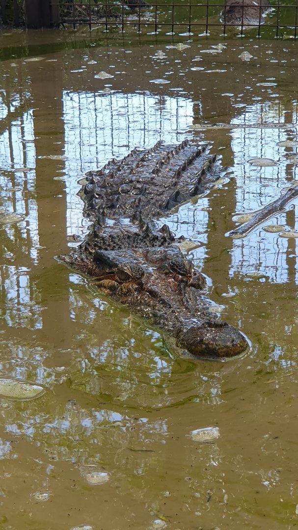 Saltwater Crocodile (Crocodilus porosus) - Solo Safari