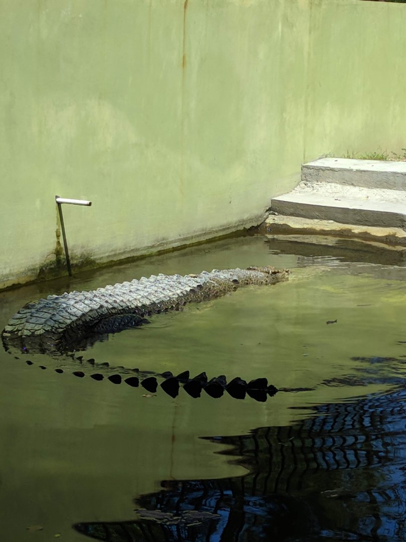 Saltwater Crocodile (Crocodilus porosus) - Taru Jurug Zoo