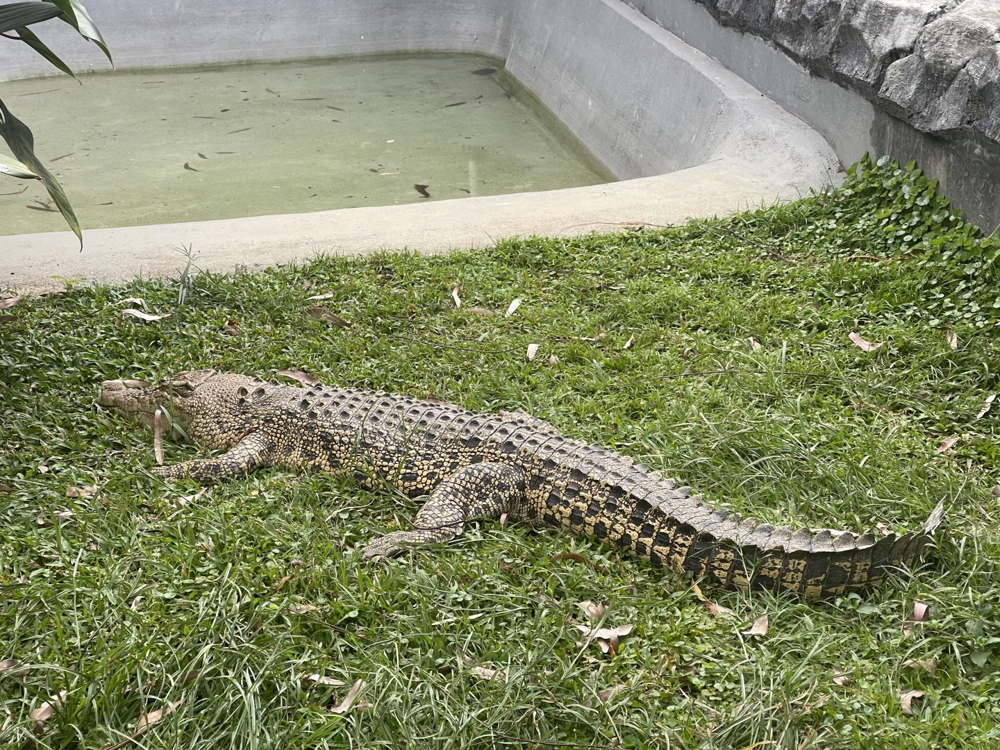 saltwater crocodile (crocodylus porosus) (1)
