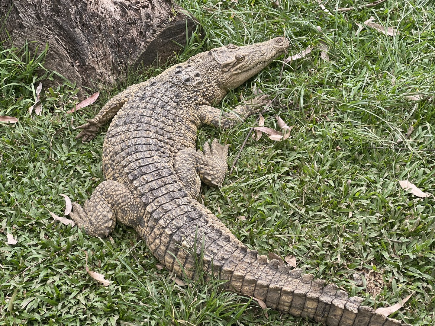 saltwater crocodile (crocodylus porosus) (2)