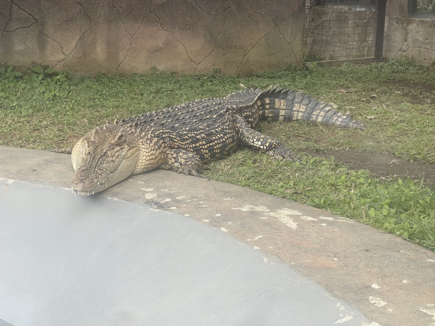 saltwater crocodile (crocodylus porosus) (3)