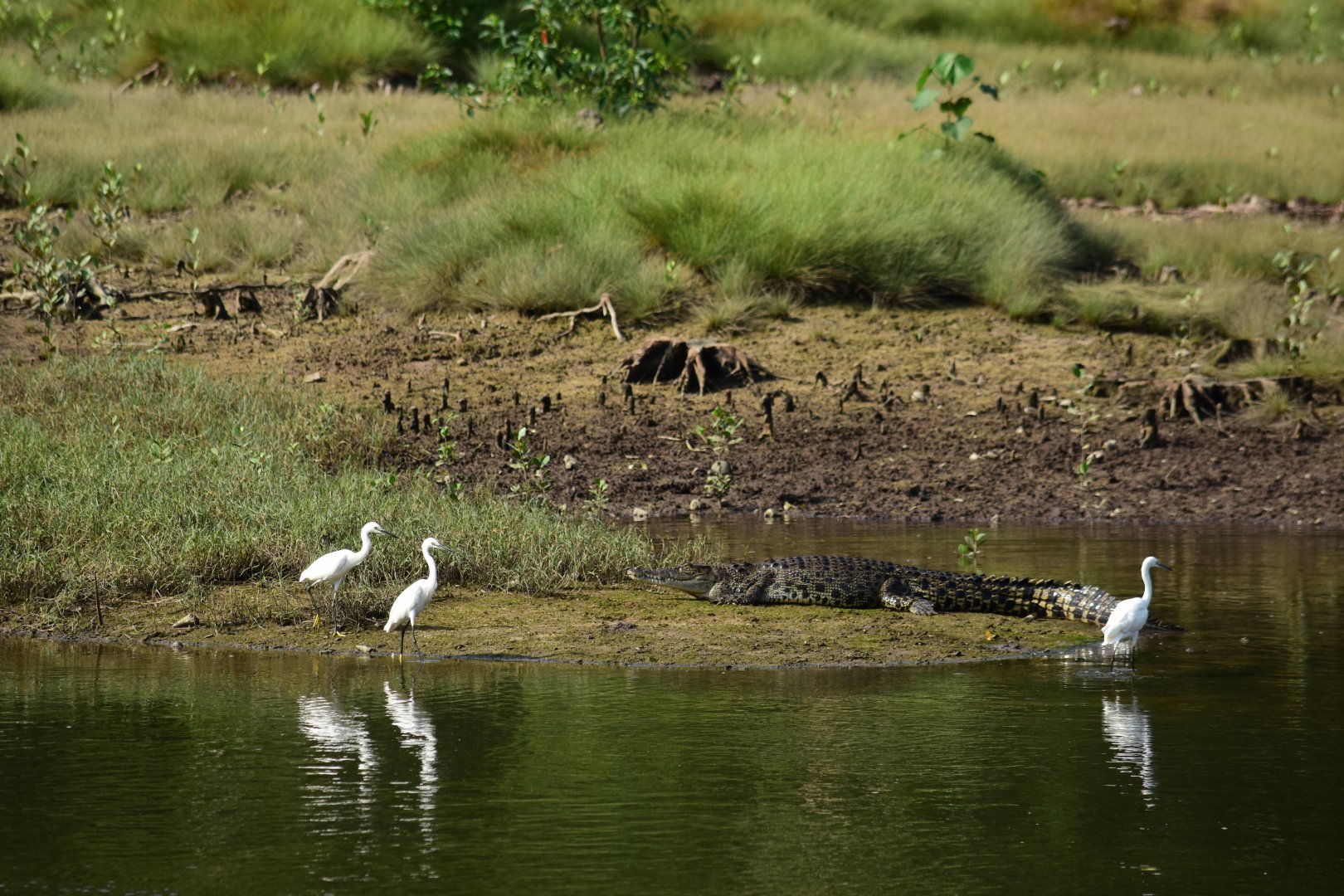 Saltwater crocodile (Crocodylus porosus) and little egret (Egretta garzetta)
