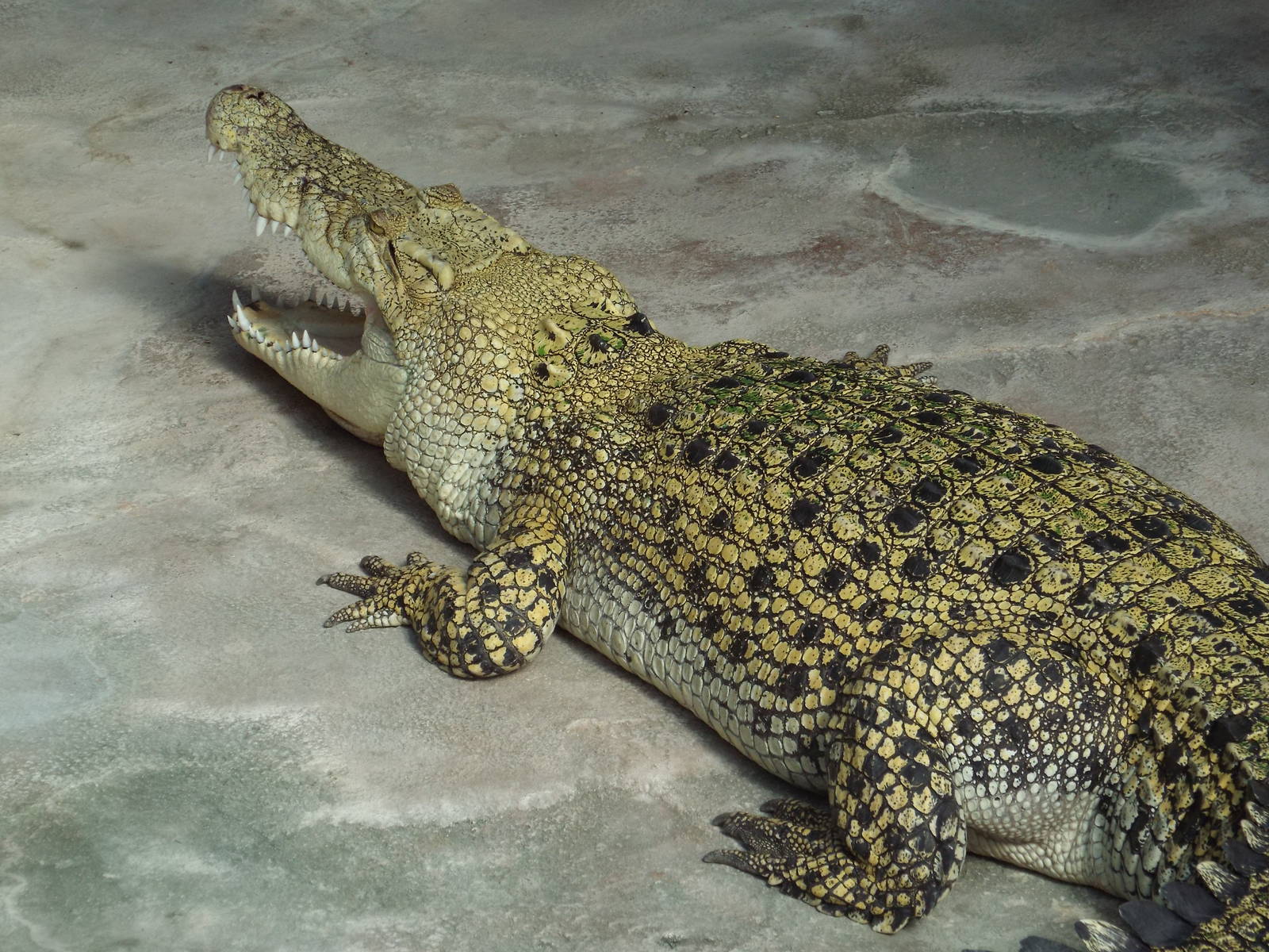 Saltwater Crocodile (Crocodylus porosus) at Wilhelma - April 10th 2015