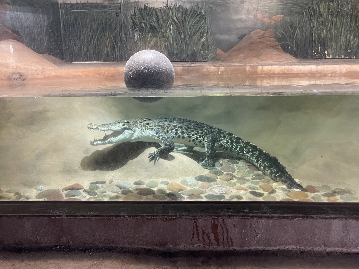 Saltwater crocodile (Crocodylus porosus) at WWZA
