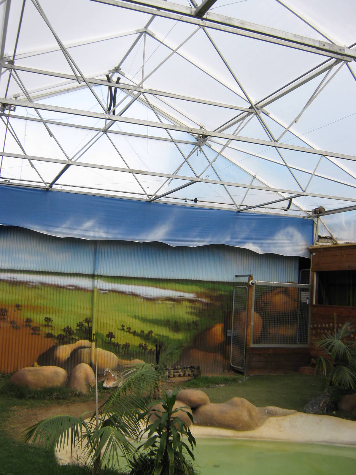 saltwater crocodile (Crocodylus porosus) enclosure