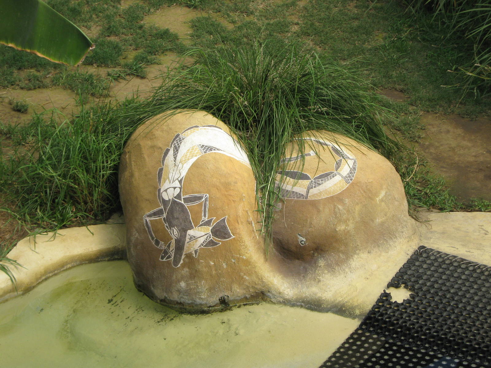 saltwater crocodile (Crocodylus porosus) enclosure