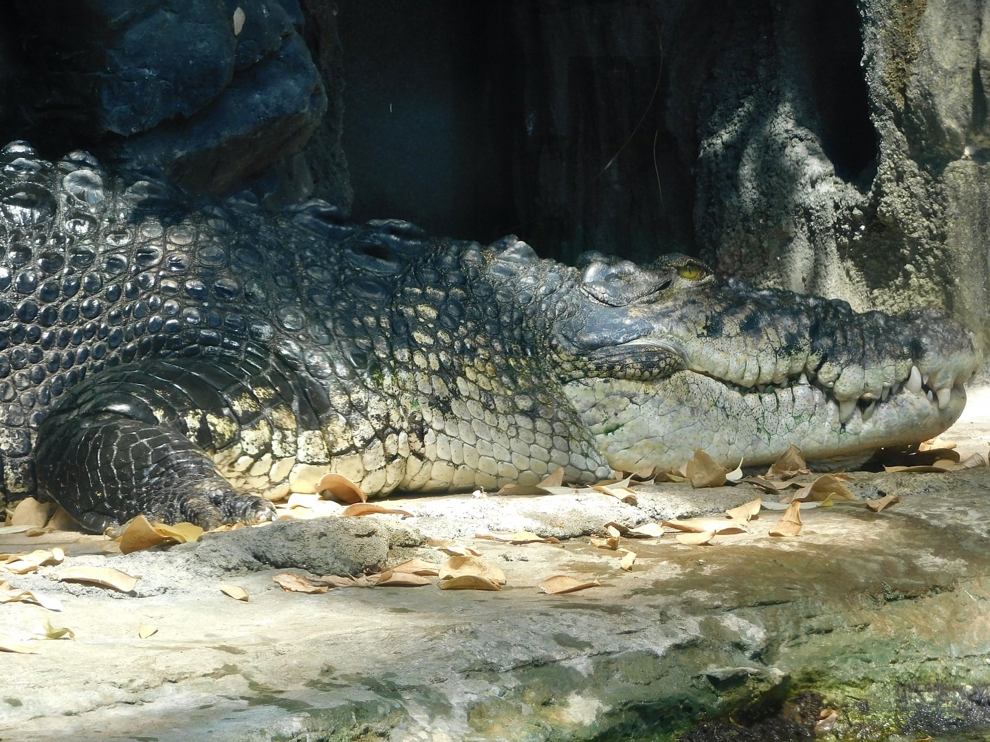 Saltwater Crocodile (Crocodylus porosus) May 3, 2025