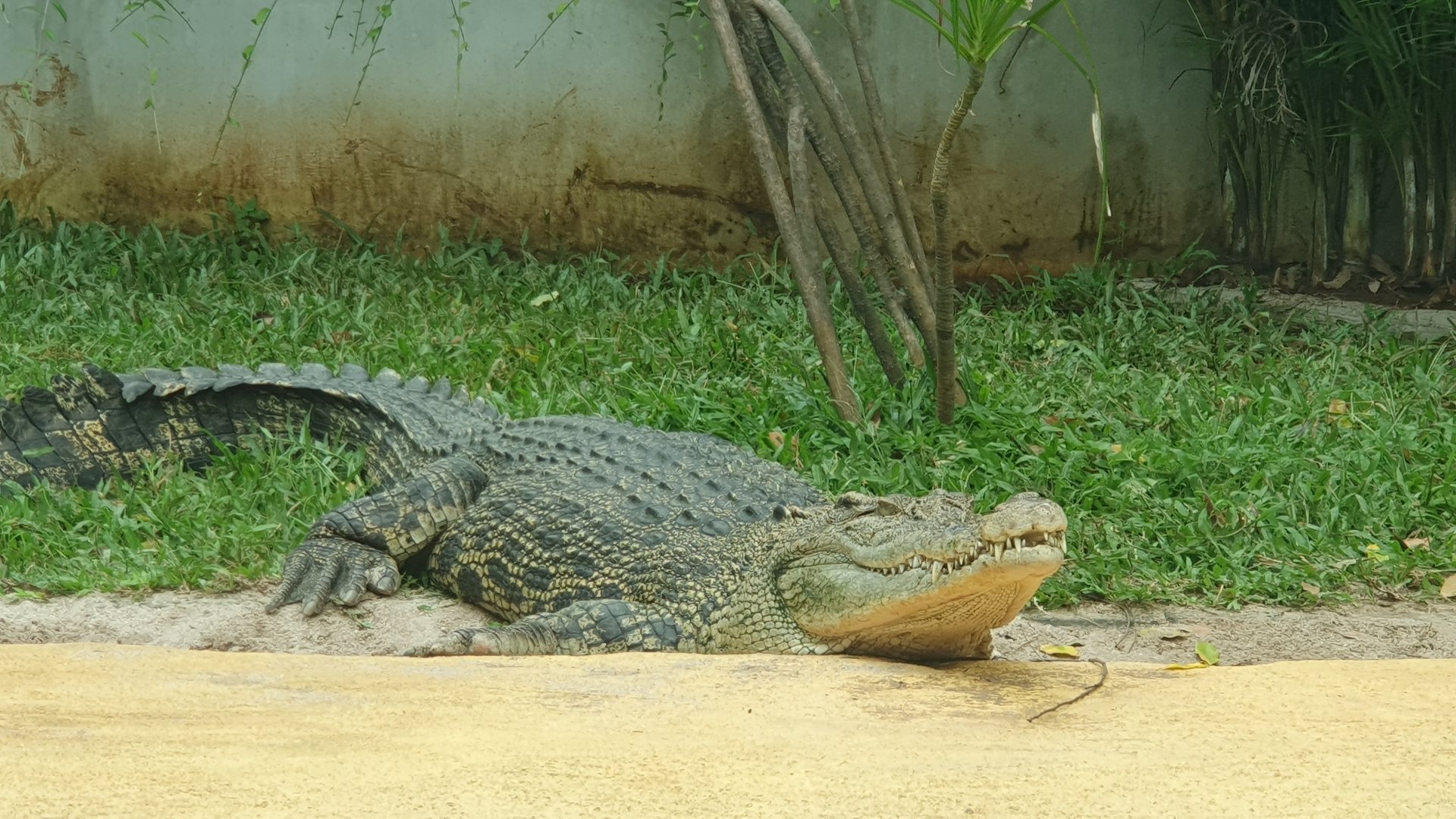 Saltwater Crocodile (Crocodylus porosus) - Museum Komodo